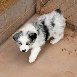 Justice - Blue merle male Miniature Australian Shepherd puppy in Taylor, Arizona from Holy Ghost Ranch, Inc