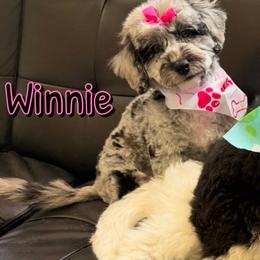 Winnie - Merle female Sheepadoodle puppy in Saint Cloud, Florida from Rising Star Kennels