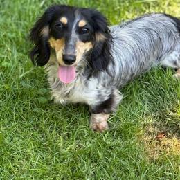 Kami - Dachshund