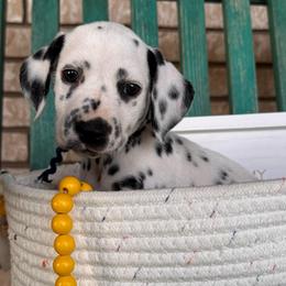 Beach Day - White and black female Dalmatian puppy in Melrose, New Mexico from ECMO Farm Dalmatians & Labrador Retrievers