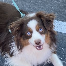 Miniature American Shepherds, Miniature Australian Shepherds, and Toy Australian Shepherds from Little Dipper mini Americans and toy Aussies