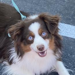 Miniature American Shepherds, Miniature Australian Shepherds, and Toy Australian Shepherds from Little Dipper mini Americans and toy Aussies