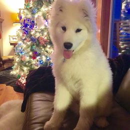 Samoyed Puppies from Falling cedar farm samoyeds