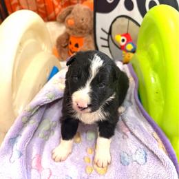 Willie Nelson - Black and white male Border Collie puppy in Richland Hills, Texas from Bordercollieblues