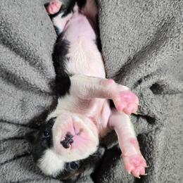Amy - Black and white female Boston Terrier puppy in Millers Creek, North Carolina from Tumbling Shoals Hilltop Bostons