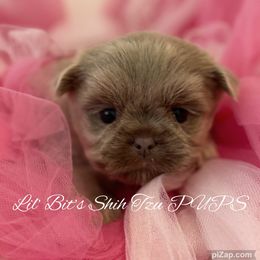 Aiko - Lilac female Shih Tzu puppy in Walkertown, North Carolina from Lil’ Bit’s Shih Tzu