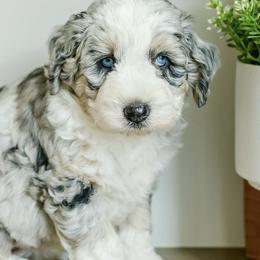 Aussiedoodles, Bernedoodles, Goldendoodles, and Poodles from K Brand Doodles