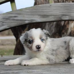 Andromeda - Blue merle female Border Collie puppy in Parsons, Kansas from Feathered Cactus Farm
