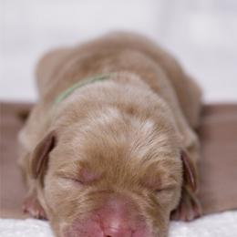 Labrador Retriever Puppies from UC Labradors