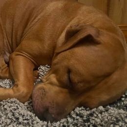 American Bullies from E&M