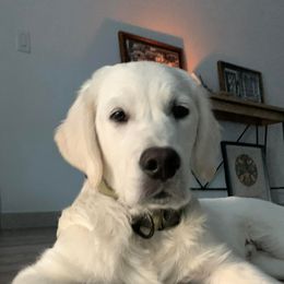 Aussiedoodles, Goldendoodles, and Golden Retrievers from Tails of Cypress