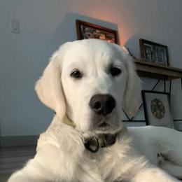 Aussiedoodles, Goldendoodles, and Golden Retrievers from Tails of Cypress