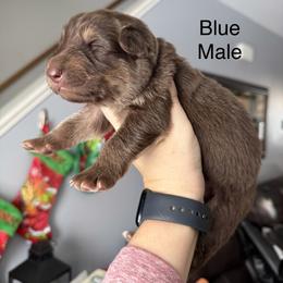 Blue - Bi-color male German Shepherd puppy in Terra Alta, West Virginia from Shepherd Country Farm and Kennels