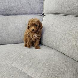 Ismael - Red  male Poodle puppy in Naples, Florida from Paradise Paws