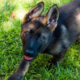German Shepherd Puppies from Vom Chlex Haus