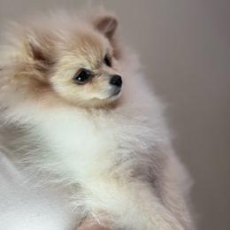 Blanco - Cream male Pomeranian puppy in Phoenix, Arizona from Luxpomz