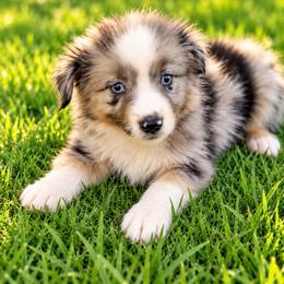 Woody - Blue merle male Miniature Australian Shepherd puppy in Stuart, Iowa from Arbor Hill Aussies