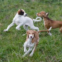 Saluki and Whippet Puppies from Aeolus Salukis & Whippets
