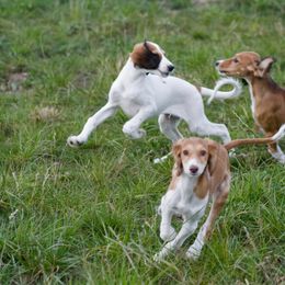 Saluki and Whippet Puppies from Aeolus Salukis & Whippets