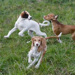Saluki and Whippet Puppies from Aeolus Salukis & Whippets