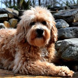 Australian Labradoodle All Grown Up from Cabin Hill Labradoodles