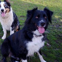 Winni  - Australian Shepherd