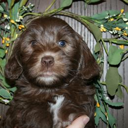 Australian Labradoodle Puppies from Windsor Creek Labradoodles