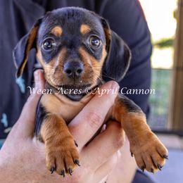 Wild man - Dapple male Dachshund puppy in Brooksville, Florida from Ween Acres