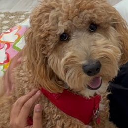 Goldendoodle Puppies from Old Lake Doodles