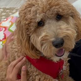 Goldendoodle Puppies from Old Lake Doodles