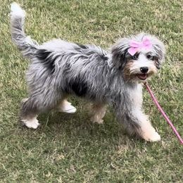 Charlie - Bernedoodle