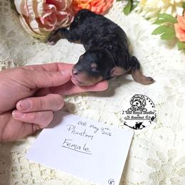 Phantom Female - Phantom female Bernedoodle puppy in Graham, Texas from 2 Rose Ranch Doodles