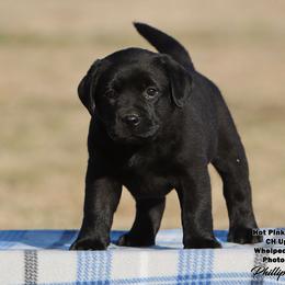 Fancy Girl 4 - Hot Pink Collar - Black female Labrador Retriever puppy in Point, Texas from Lakylu Kennels