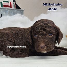 Goldendoodle and Labradoodle Puppies from Grace N Faith Doodles