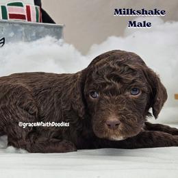 Goldendoodle and Labradoodle Puppies from Grace N Faith Doodles