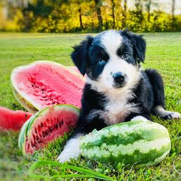 Miniature Australian Shepherds from Stonehill Aussies