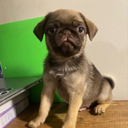 Dubai - Fawn male Pug puppy in Onalaska, Washington from Cupid’s Pugs