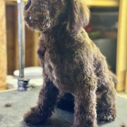 Houndour - Chocolate female Goldendoodle puppy in Twin Falls, Idaho from Burrow & Bone