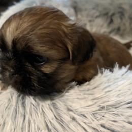 Shih Tzu Puppies from Mosley Kennel Shih Tzu