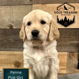 Penne - Golden female Golden Retriever puppy in Star, Idaho from Gold Treasure Retrievers