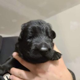 German Shepherd Puppies from Breton gsd
