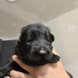 German Shepherd Puppies from Breton gsd
