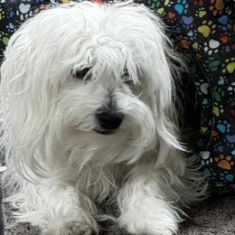 Sprite - Coton de Tulear