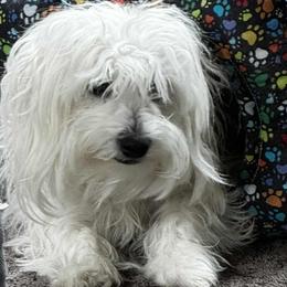 Sprite - Coton de Tulear