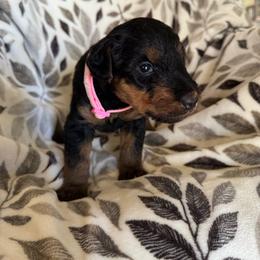 Lite Pink - Black and tan female Airedale Terrier puppy in Anderson, California from Airedales of Myriad Ranch