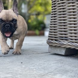 French Bulldog Puppies from Ranch Royale