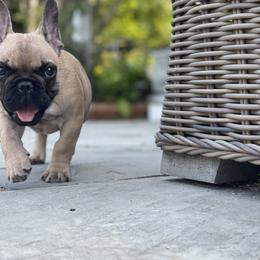 French Bulldog Puppies from Ranch Royale