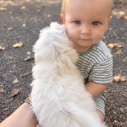 Maltese and Yorkshire Terrier Puppies from Maltese Dollhouse