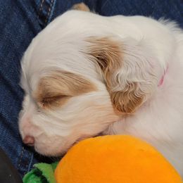 Hexa - Orange belton female English Setter puppy in Tiskilwa, Illinois from First Harmony Farms