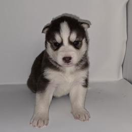 Smoke - Red and white male Siberian Husky puppy in Kansas City, Missouri from Anuun's Huskies